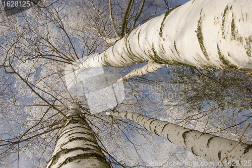 Image of background of frosty birch tree trunk branch 