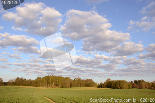 Image of agricultural winter crop field grow in spring 