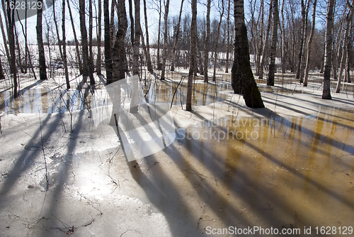 Image of backdrop spring birch tree trunk shadow melt snow 