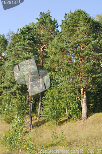 Image of Pine trees on the hill