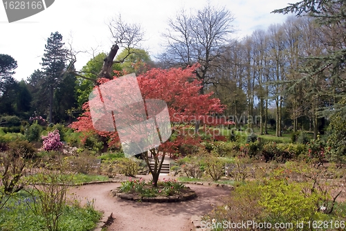 Image of Red Maple Bush