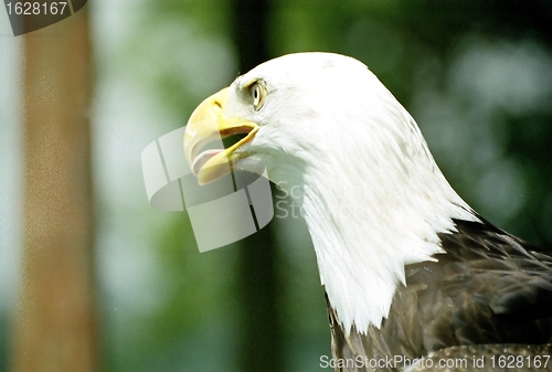 Image of Bald Eagle