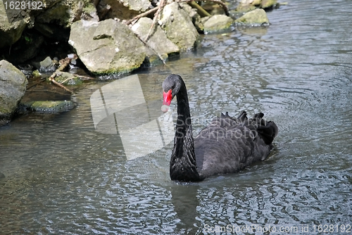 Image of Black Swan