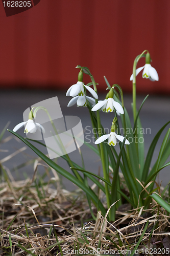 Image of snowdrops