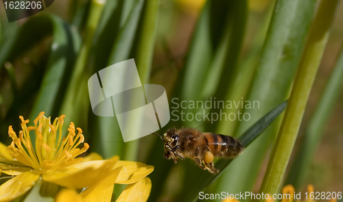 Image of flying bee