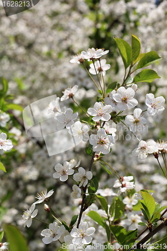 Image of flowering cherry