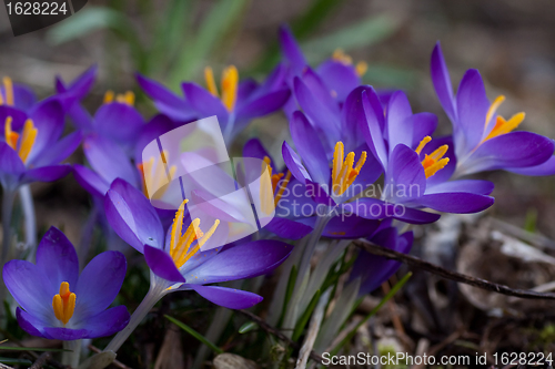 Image of purple crocus