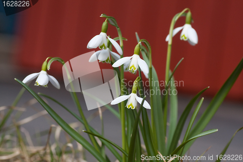 Image of snowdrops