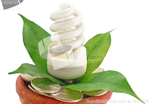 Image of Lamp Fluorescent Eco in pot with money coins