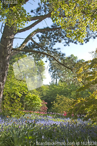 Image of Bluebell Woodland with Tulips