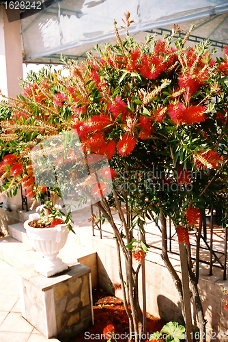 Image of Bottle Brush Plant