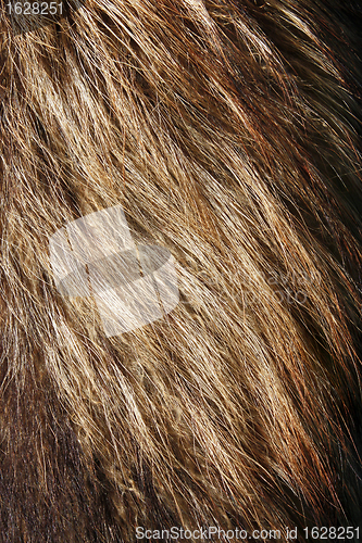 Image of Fur background