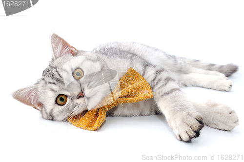 Image of silver tabby Scottish cat with golden bow tie