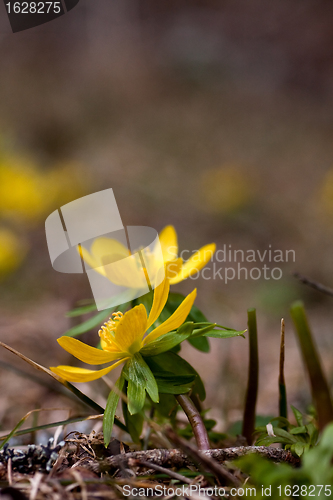 Image of winter aconite