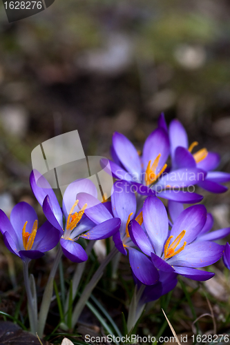 Image of blue crocus