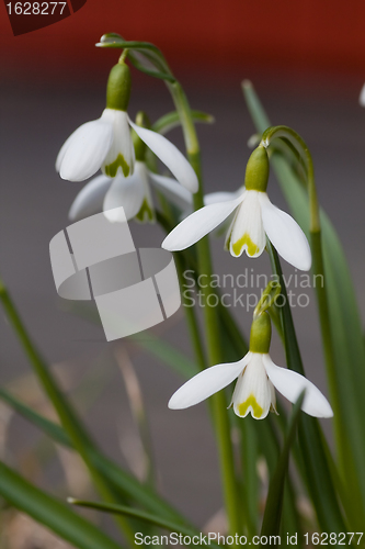 Image of snowdrops