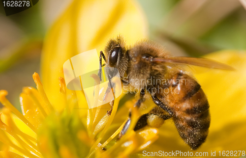 Image of pollinating bee