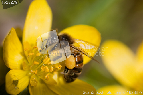 Image of bee pollinating winter aconite