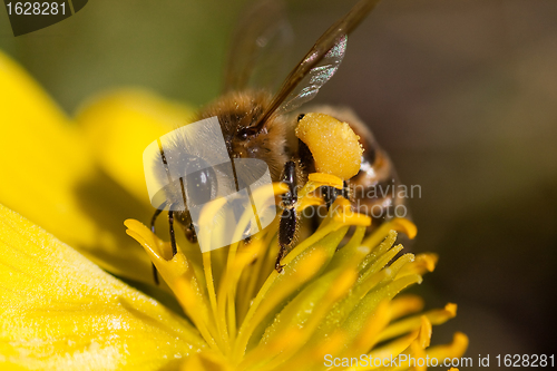 Image of bee in winter aconite