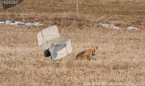 Image of fox and crow