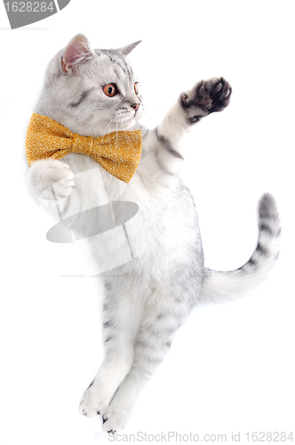 Image of cute silver tabby Scottish cat with bow playing