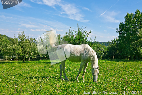 Image of Arabian Horse