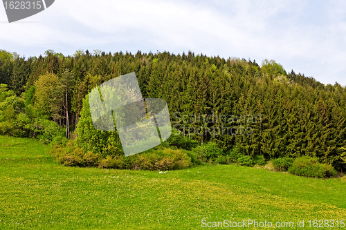 Image of Forest in Spring