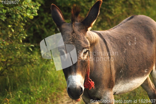 Image of donkey with red rope