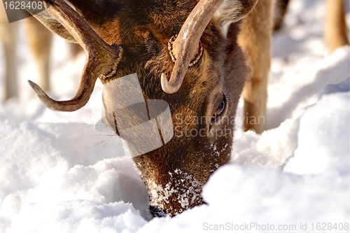 Image of fallow deer searching for food