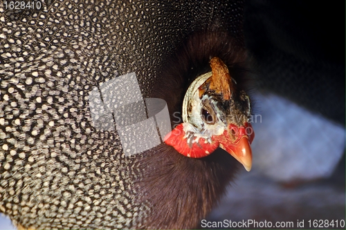 Image of guinea fowl