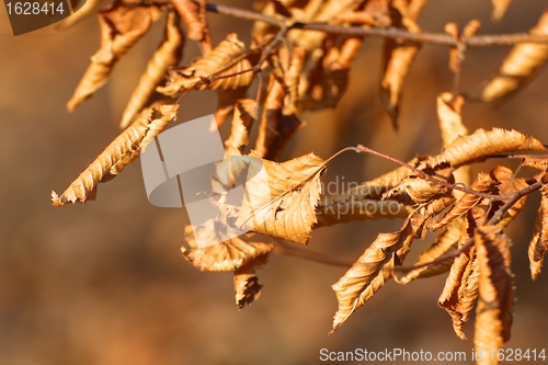 Image of leaf on a tree