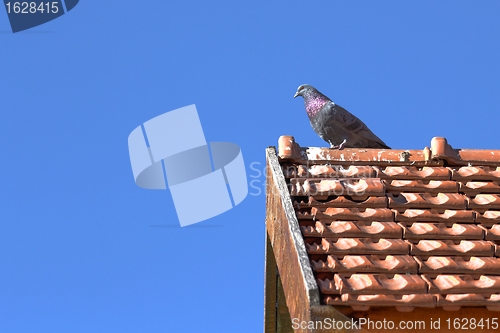 Image of male pigeon in top of the roof