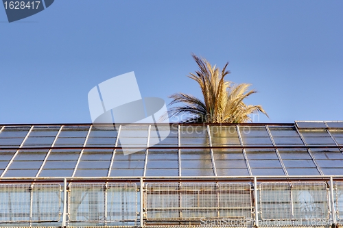 Image of palm tree escaping 