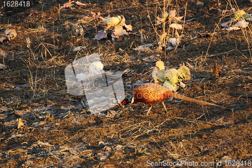 Image of pheasant cock