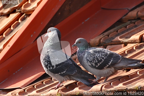 Image of tender pigeons