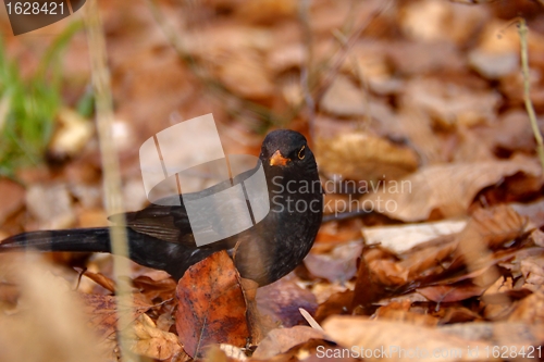 Image of turdus merula