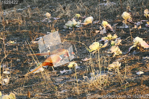 Image of two male pheasants