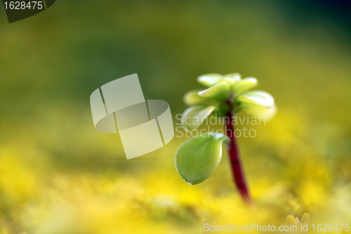 Image of yellow sedum