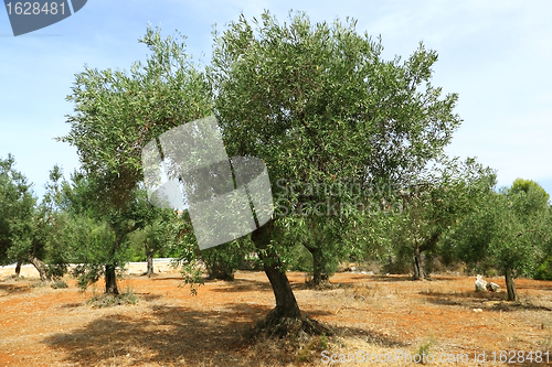 Image of Olive tree on red soil