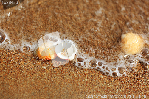 Image of Sea shells on the sand beach