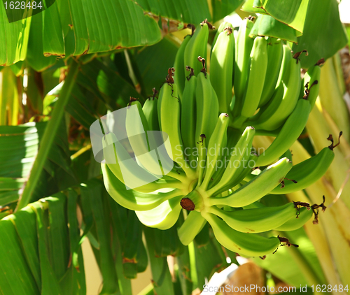 Image of Green bananas on the tree