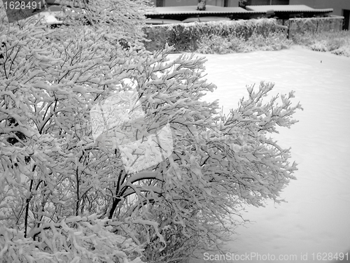 Image of Snow covered tree in backyard