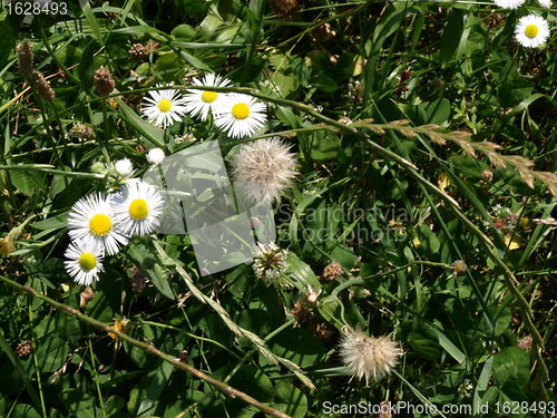 Image of Spring pasture