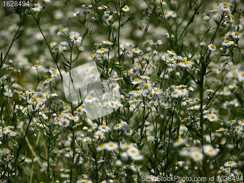 Image of Spring daisies