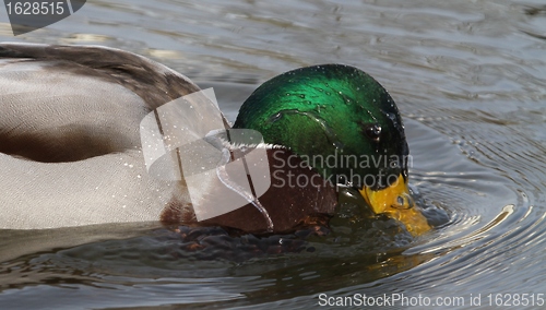 Image of Male mallard washing