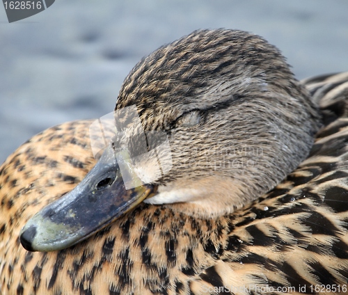 Image of Female mallard sleeping