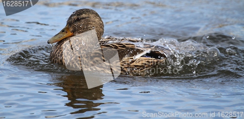 Image of Female mallard washing