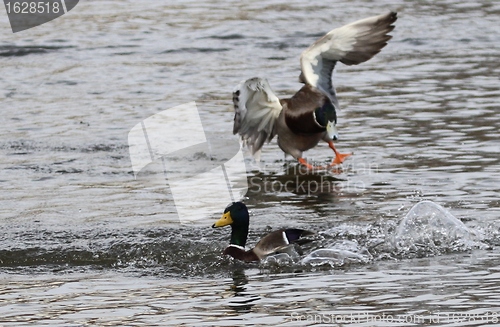Image of Male mallards in spring