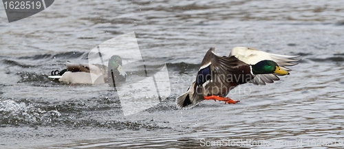 Image of Male mallards in spring