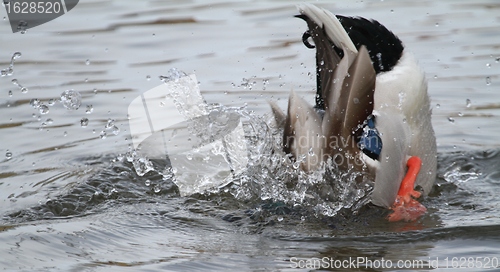 Image of Male mallard washing